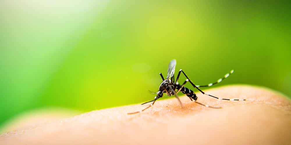L'anti-moustiques bio 100% naturel et efficace