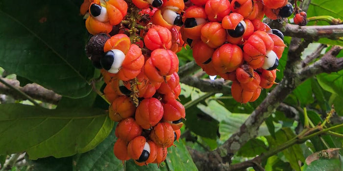 Le Guarana : une source naturelle de vitalité