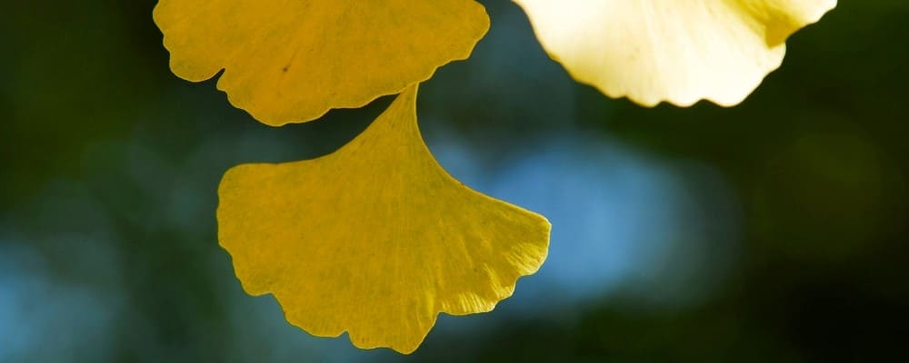 feuilles-ginkgo-biloba