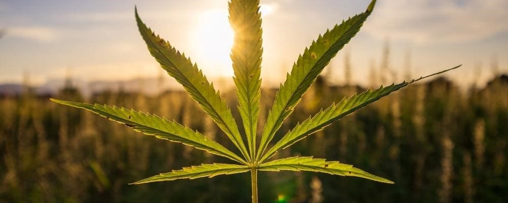 gros-plan-feuille-chanvre-soleil-couchant