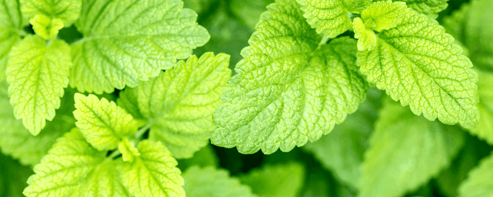 melisse-plantes-zoom-feuilles