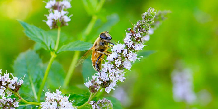 Tout savoir sur la propolis et ses bienfaits