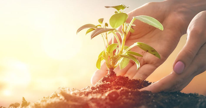 Aliments et compléments alimentaires pour vos défenses naturelles - Phytoceutic
