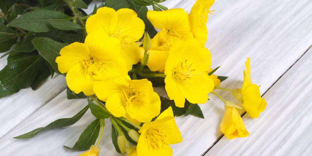 Équilibre hormonal, fertilité : l’onagre, ou l’alliée naturelle de la féminité - Phytoceutic