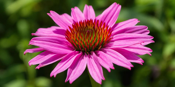 L’Échinacée, une fleur au service des défenses naturelles