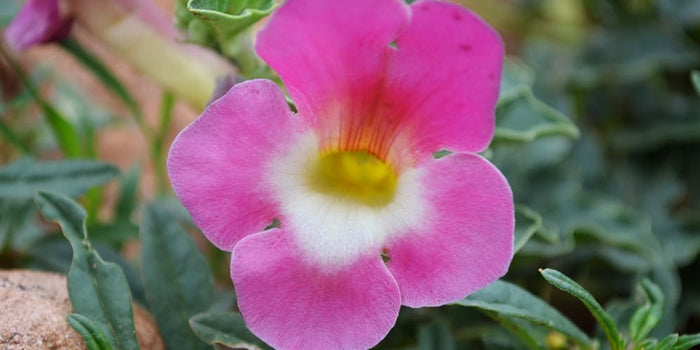 Pourquoi utiliser l’Harpagophytum ? Bienfaits et conseils pratiques