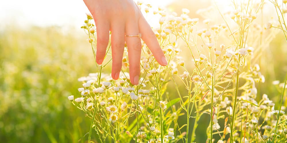 Phytothérapie : 15 fleurs pour se sentir bien au quotidien
