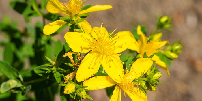 Lutter contre la dépression : et si le millepertuis était la solution ?