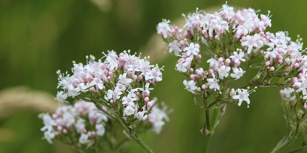 La Valériane, un soutien naturel pour le bien-être et le sommeil - Phytoceutic