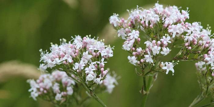 La Valériane, un soutien naturel pour le bien-être et le sommeil - Phytoceutic