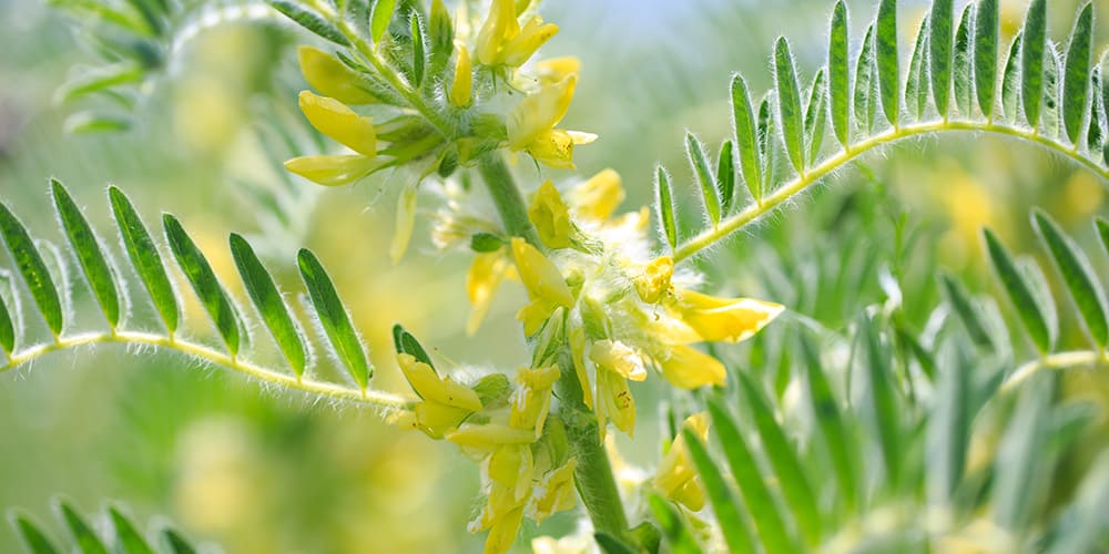 L'astragale, la plante idéale pour le système immunitaire - Phytoceutic