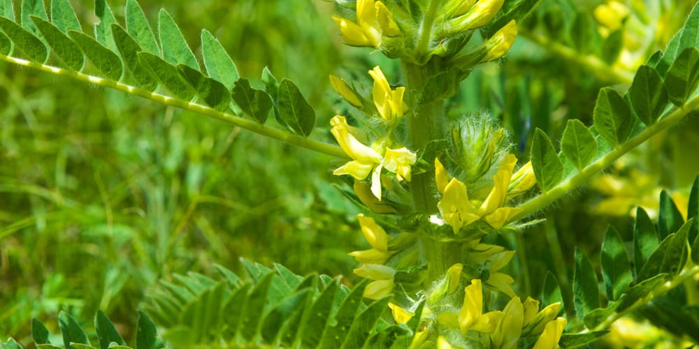 L'astragale : un tonique naturel pour vos défenses immunitaires - Phytoceutic