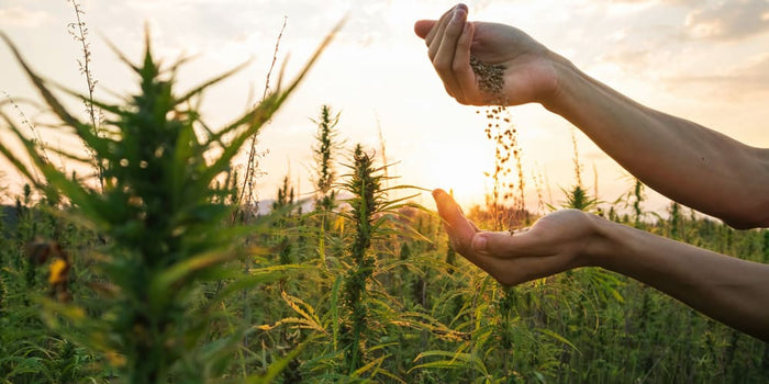 Le chanvre : une plante qui vous veut du bien - Phytoceutic