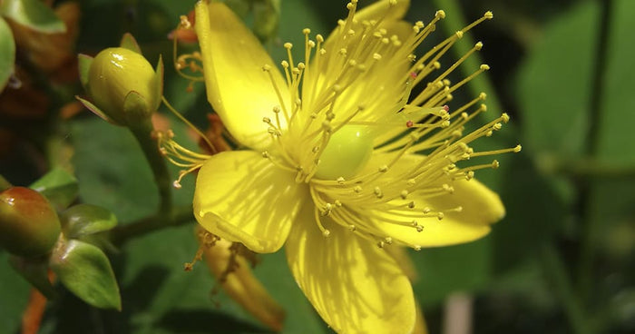 Le millepertuis, un relaxant naturel ? - Phytoceutic