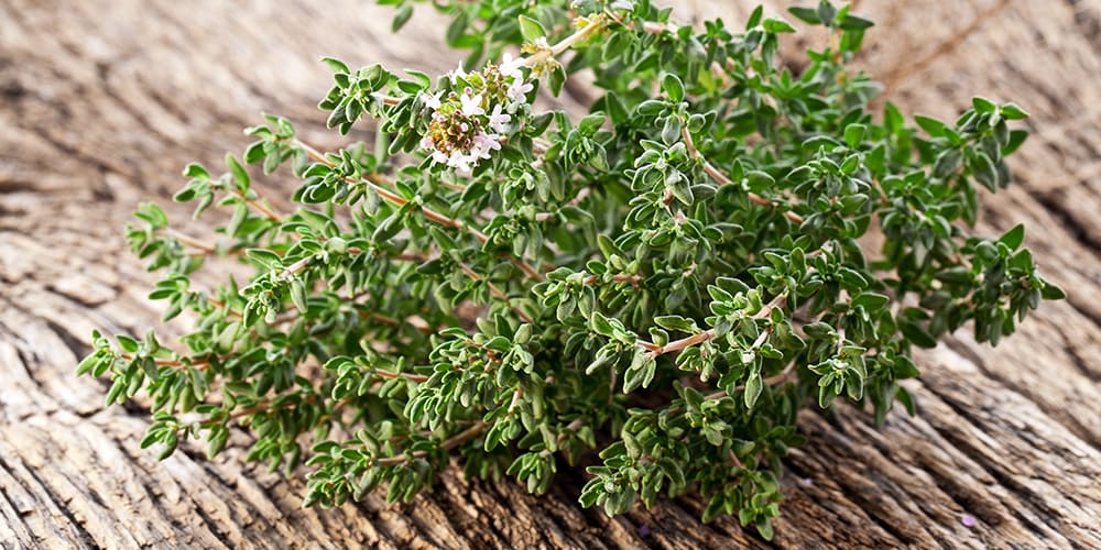Le thym, une plante aromatique aux nombreux bienfaits - Phytoceutic