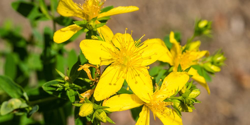 Lutter contre la dépression : et si le millepertuis était la solution ? - Phytoceutic