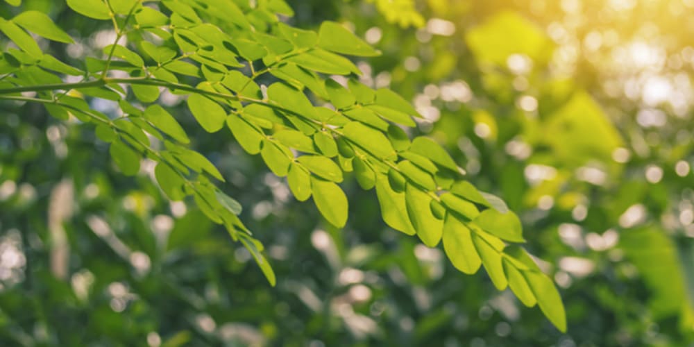 Le Moringa : toutes les vertus de l’arbre de vie