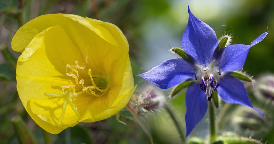 L'onagre et la bourrache : tout savoir sur ces huiles