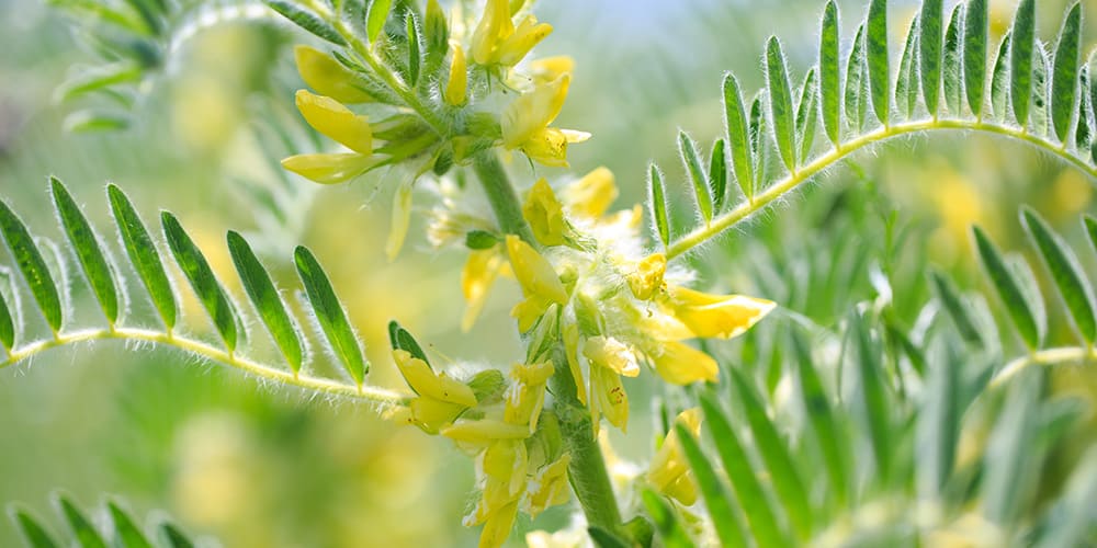 L'astragale, la plante idéale pour le système immunitaire