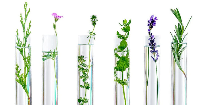 Qu'est-ce que la Phytothérapie ? - Phytoceutic