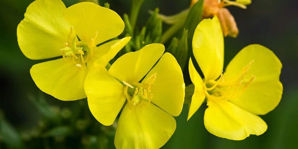 Tous les bienfaits beauté et santé de l’onagre - Phytoceutic