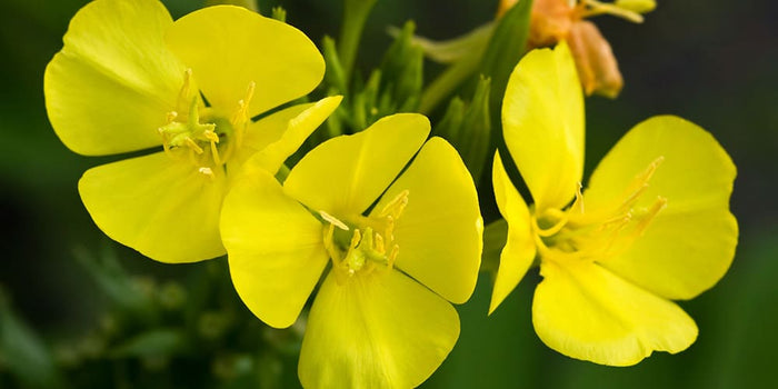 Tous les bienfaits beauté et santé de l’onagre - Phytoceutic