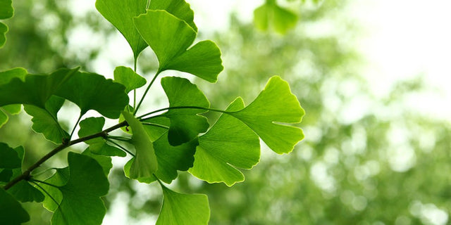 Tout savoir sur le Ginkgo