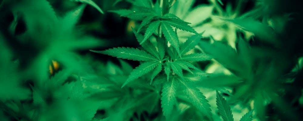 feuilles-chanvre-cannabis-sativa