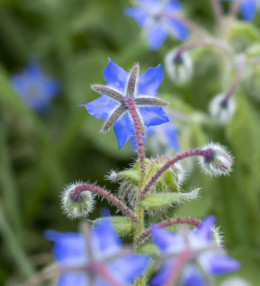 Fleur bleue de bourrache