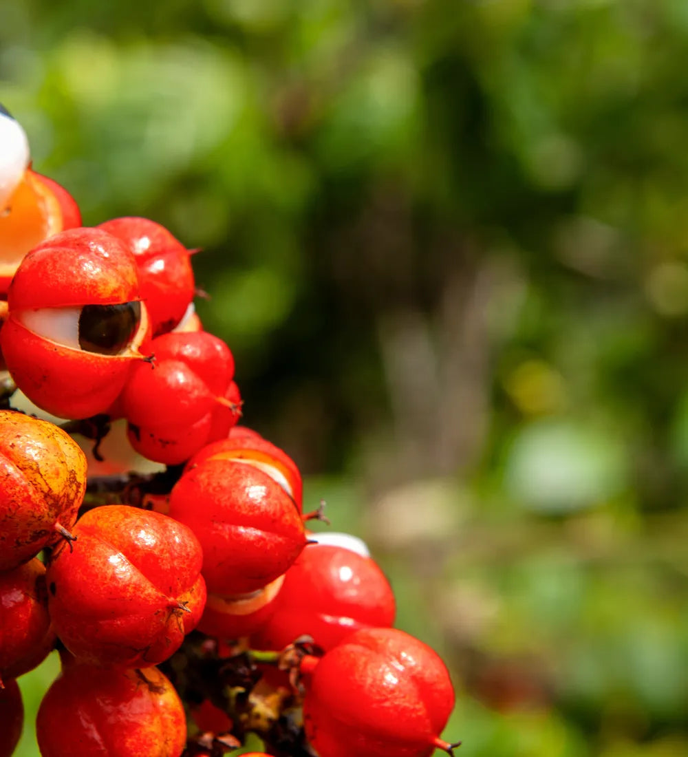 Grappe de fruits de guarana