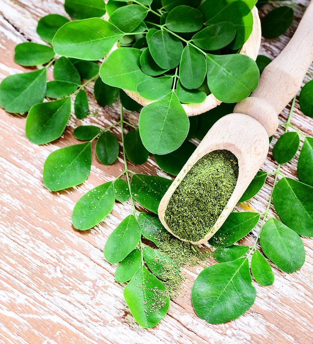 Feuilles et poudre de moringa