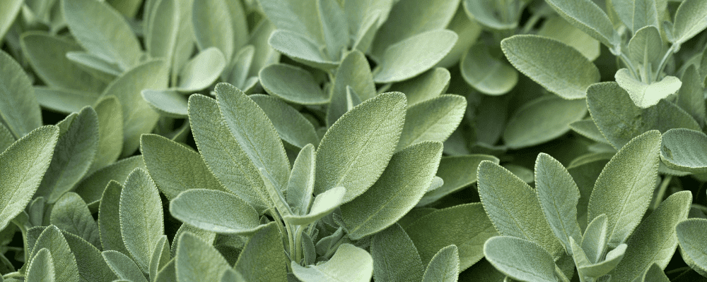 sauge-sclaree-focus-plante